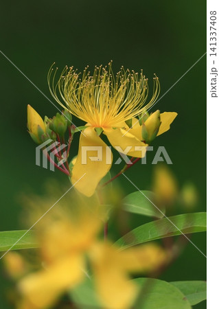 金糸のような長い雄しべの花 金糸のような長い雄しべの花 141337408