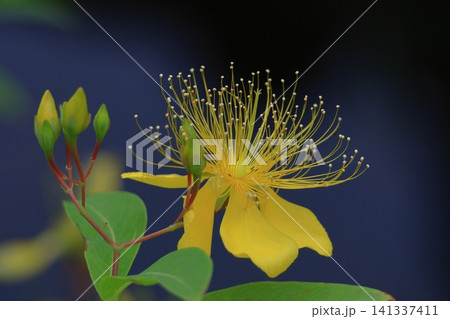 金糸のような長い雄しべの花 金糸のような長い雄しべの花 141337411