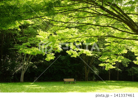 錦織公園 緑豊かな公園 錦織公園 緑豊かな公園 141337461