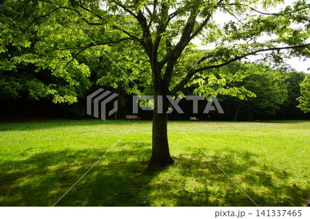 錦織公園 緑豊かな公園 錦織公園 緑豊かな公園 141337465