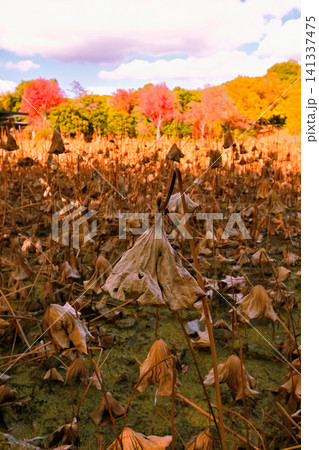 蓮の枯れ葉と紅葉 蓮の枯れ葉と紅葉 141337475