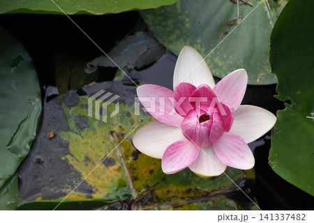 睡蓮の花のある風景 睡蓮の花のある風景 141337482