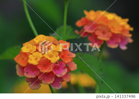 花色が変化する花 花色が変化する花 141337496