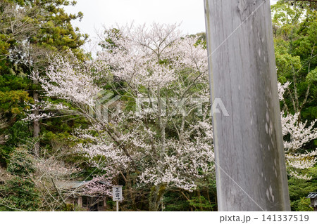 宇治橋を渡り神域の桜出迎える 春の伊勢神宮 宇治橋を渡り神域の桜出迎える 春の伊勢神宮 141337519
