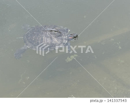 池を泳ぐミシシッピアカミミガメ 池を泳ぐミシシッピアカミミガメ 141337543