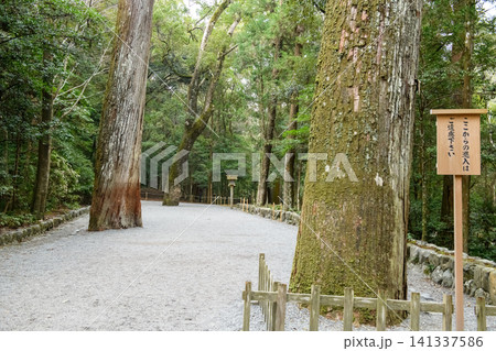 伊勢神宮内宮 正宮下に立つスギ巨木 伊勢神宮内宮 正宮下に立つスギ巨木 141337586