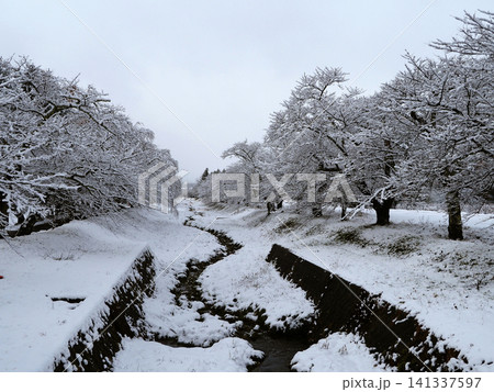 冬の福島県、観音川。桜並木に雪が降り積もり、印象的で綺麗だ。 冬の福島県、観音川。桜並木に雪が降り積もり、印象的で綺麗だ。 141337597