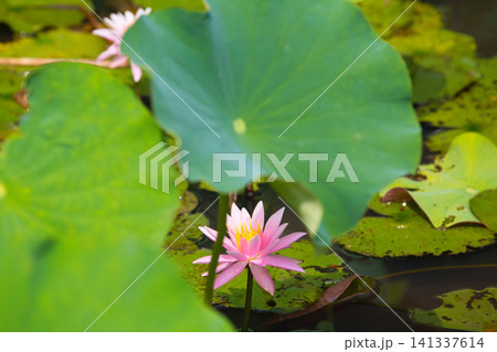 見頃の蓮の花 見頃の蓮の花 141337614
