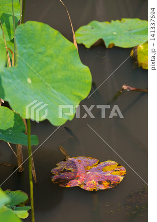見頃の蓮の花 見頃の蓮の花 141337694