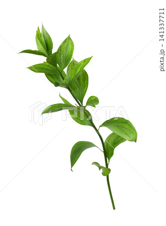 Green twig of ruscus leaves isolated on white background 141337711