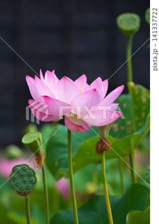 見頃の蓮の花 見頃の蓮の花 141337722
