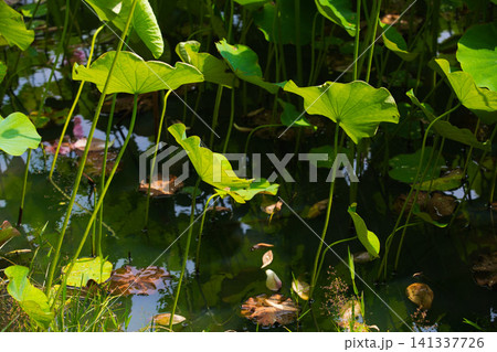 見頃の蓮の花 見頃の蓮の花 141337726