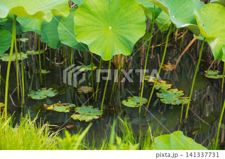 見頃の蓮の花 見頃の蓮の花 141337731