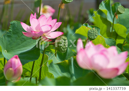 見頃の蓮の花 見頃の蓮の花 141337739