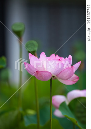見頃の蓮の花 見頃の蓮の花 141337742