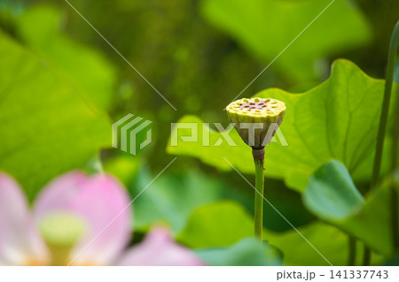 見頃の蓮の花 見頃の蓮の花 141337743