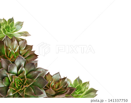 Closeup of succulent flowers in a corner arrangement isolated on white Closeup of succulent flowers in a corner arrangement isolated on white 141337750