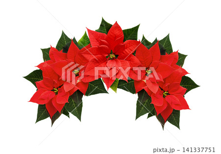 Christmas arch with red poinsettia flowers isolated on white 141337751