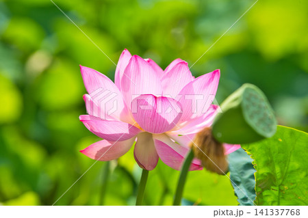 見頃の蓮の花 見頃の蓮の花 141337768