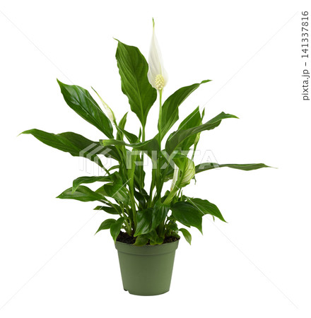 White flowers and green leaves of Spathiphyllum in a pot isolated on white background White flowers and green leaves of Spathiphyllum in a pot isolated on white background 141337816