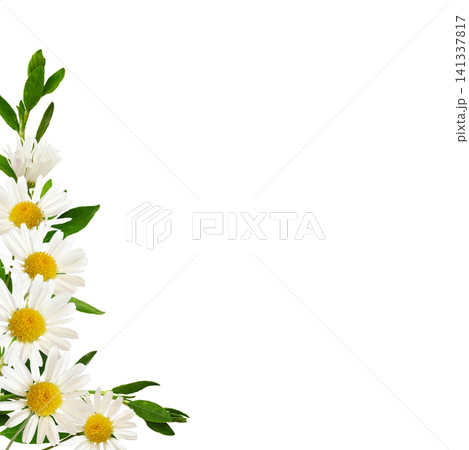 Daisy flowers and green grass in corner arrangement isolated on white 141337817