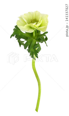 Light green anemone flower isolated on white Light green anemone flower isolated on white 141337827