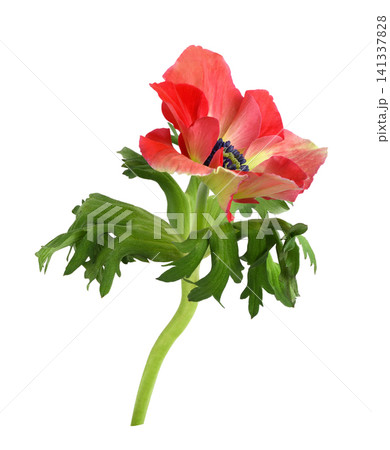 Red anemone flower isolated on white Red anemone flower isolated on white 141337828