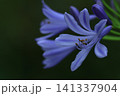放射状に咲く 141337904