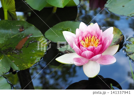 水面に浮かぶピンクの睡蓮の花 141337941