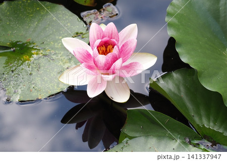 雨に濡れたピンク色の睡蓮の花 雨に濡れたピンク色の睡蓮の花 141337947