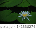 水面に優雅に浮かぶ 141338274