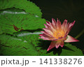 水面に優雅に浮かぶ 141338276
