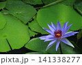 水面に優雅に浮かぶ 141338277