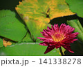 水面に優雅に浮かぶ 141338278