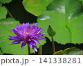 水面に優雅に浮かぶ 141338281