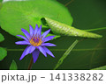 水面に優雅に浮かぶ 141338282