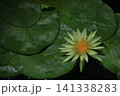 水面に優雅に浮かぶ 141338283