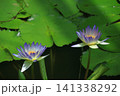 水面に優雅に浮かぶ 141338292