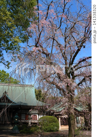 お寺の枝垂れ桜 お寺の枝垂れ桜 141338320