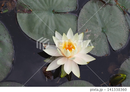 水面に浮かぶ睡蓮の花 水面に浮かぶ睡蓮の花 141338360