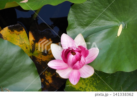 睡蓮の花 141338362