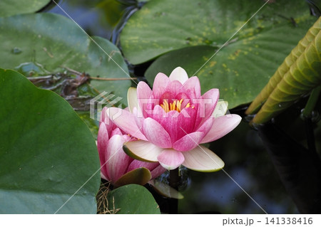 ピンク色の睡蓮.の花が咲いています ピンク色の睡蓮.の花が咲いています 141338416