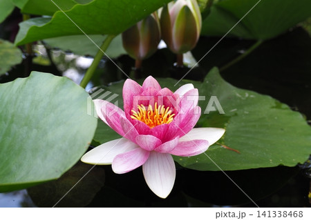 水面に浮かぶピンクの睡蓮の花 水面に浮かぶピンクの睡蓮の花 141338468