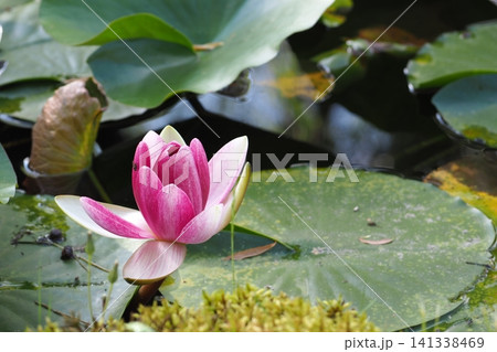 水面に浮かぶピンクの睡蓮の花 水面に浮かぶピンクの睡蓮の花 141338469