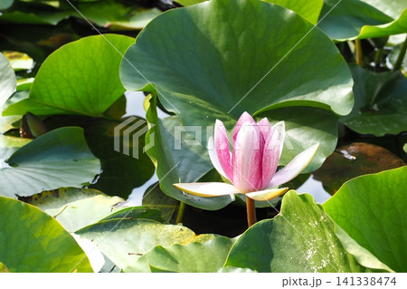 水面に浮かぶピンクの睡蓮の花 水面に浮かぶピンクの睡蓮の花 141338474