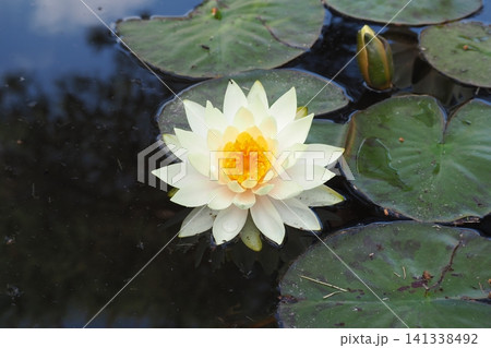 水面に浮かぶ睡蓮の花 水面に浮かぶ睡蓮の花 141338492