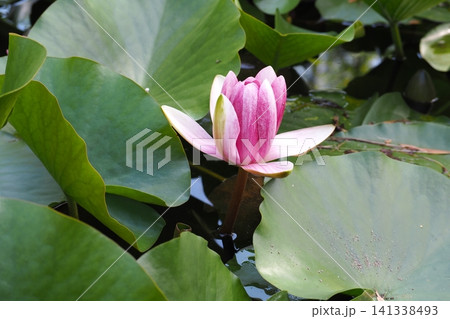 水面に浮かぶ睡蓮の花 水面に浮かぶ睡蓮の花 141338493