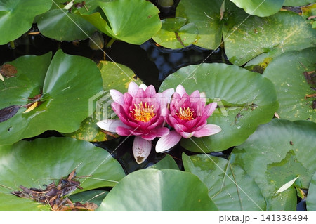 水面に浮かぶ睡蓮の花 141338494