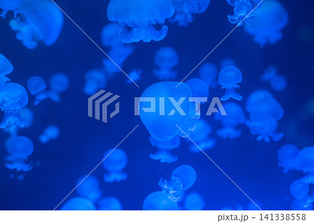Moon jellyfish with transparent rounded bells move gently through intensely blue aquarium water. Moon jellyfish with transparent rounded bells move gently through intensely blue aquarium water. 141338558