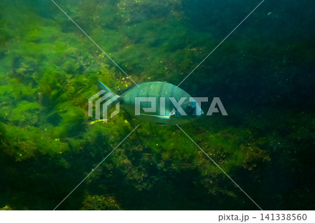 Single Zebra Seabream Swimming Above Green Algae Inside a Marine Aquarium Single Zebra Seabream Swimming Above Green Algae Inside a Marine Aquarium 141338560